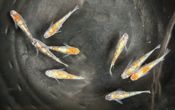 美達卡-三色拉美體外光 美達卡-三色拉美體外光,美達卡,稻田魚,體外光,三色體外光