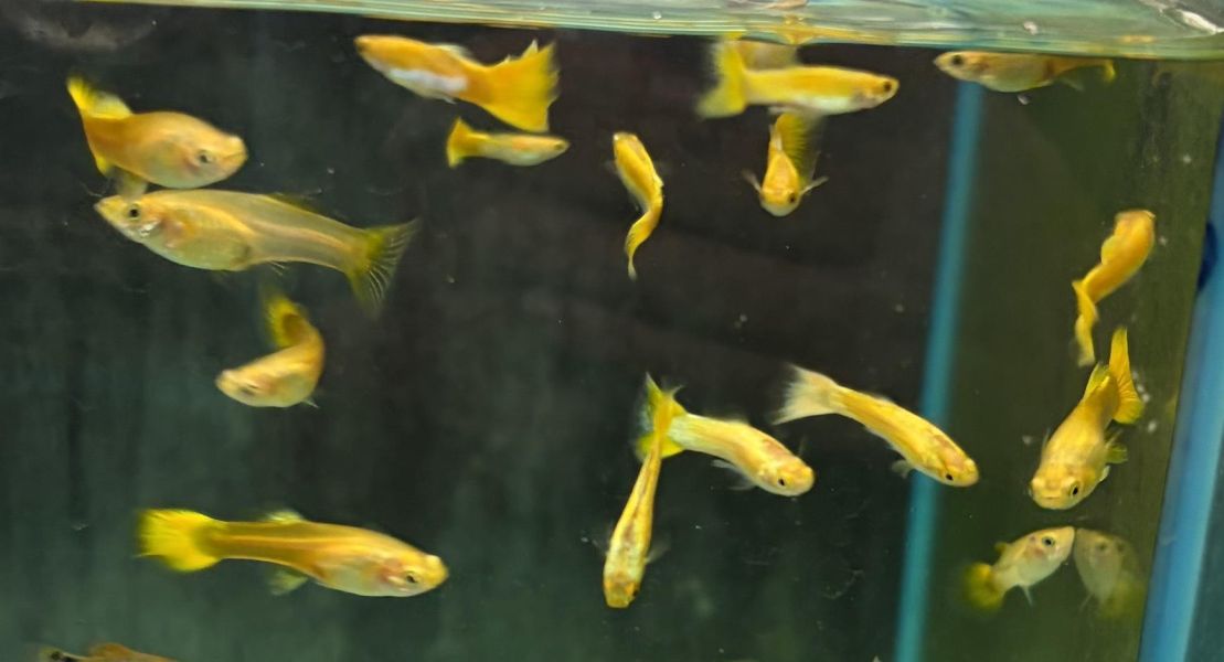 黃金圓尾孔雀 (對魚) 