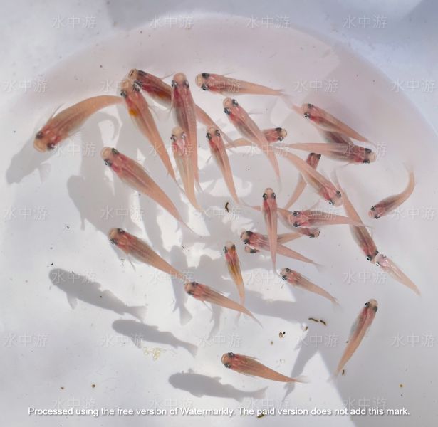 美達卡-銀河稻田魚 美達卡,銀河,稻田魚,日本稻田魚