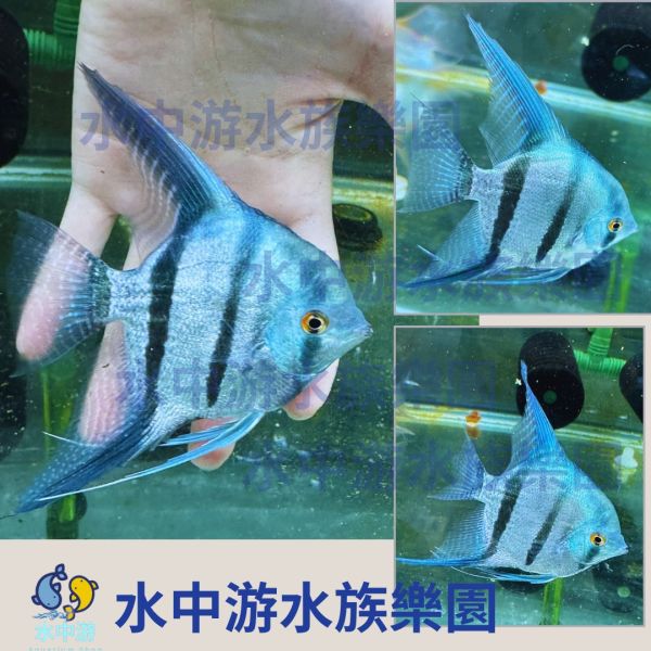 斯卡神仙/藍斑馬神仙/金神仙 斯卡神仙,神仙魚