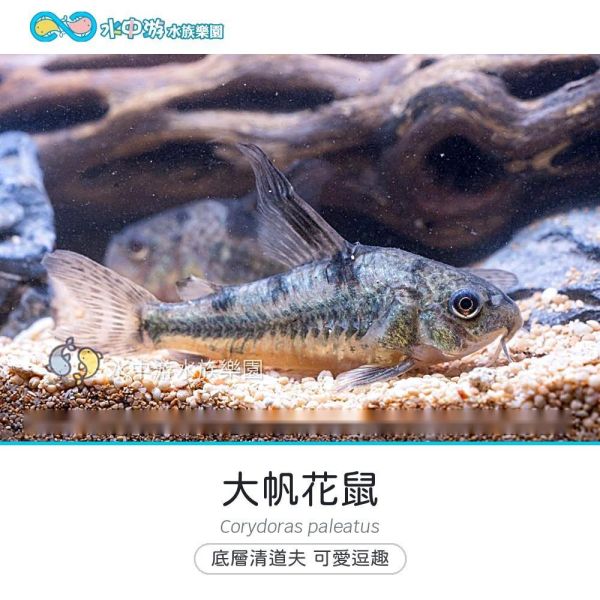 大帆花鼠 大帆花鼠、鼠魚、底棲魚、混養、清道夫