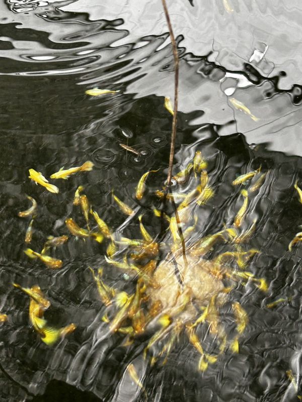 黃金孔雀魚 孔雀魚,黃金甲,黃金孔雀魚,水族觀賞魚