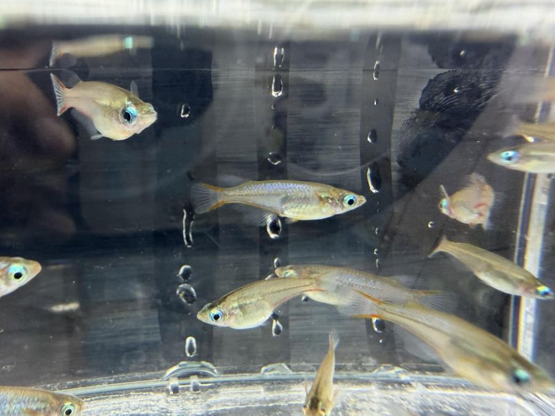 七彩霓虹稻田魚 