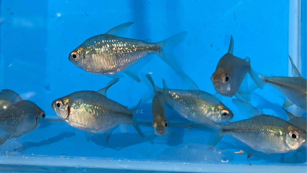 鑽石燈 鑽石燈,燈魚