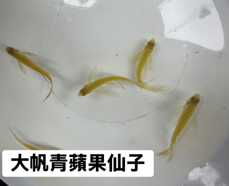 大帆仙子魚(顏色在選項內) 