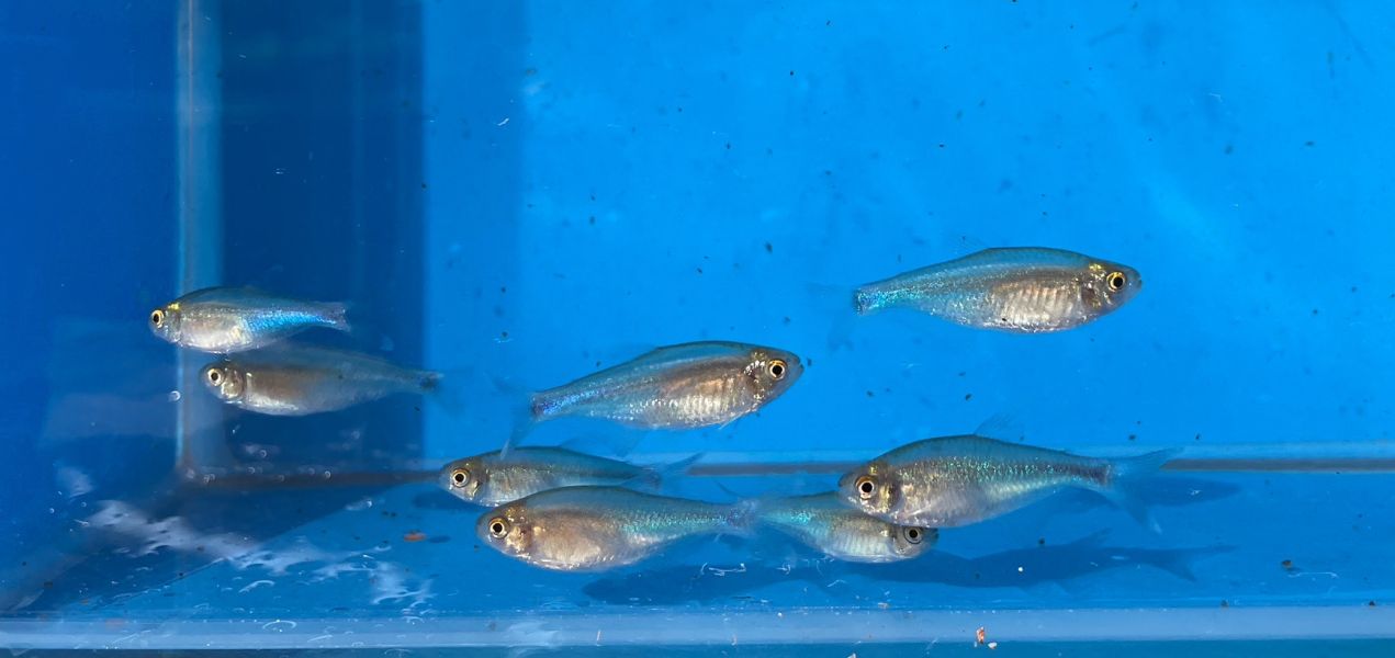 藍剛果燈 藍剛果燈,燈魚