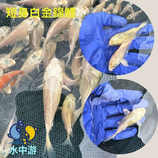 短身白金錦鯉 鯉魚,熊貓鯉魚,蝴蝶鯉魚,錦鯉,短身鯉魚,短身錦鯉,短身