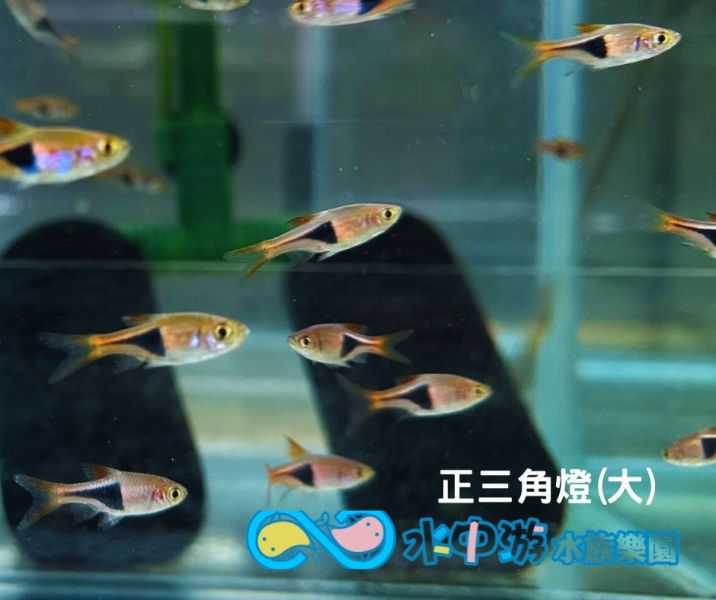 三角燈(大) Hemigrammus pulcher 正三角燈魚