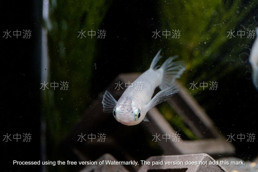 美達卡-銀河稻田魚 美達卡,銀河,稻田魚,日本稻田魚