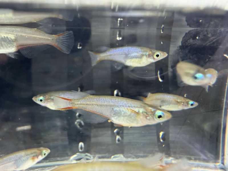 七彩霓虹稻田魚 