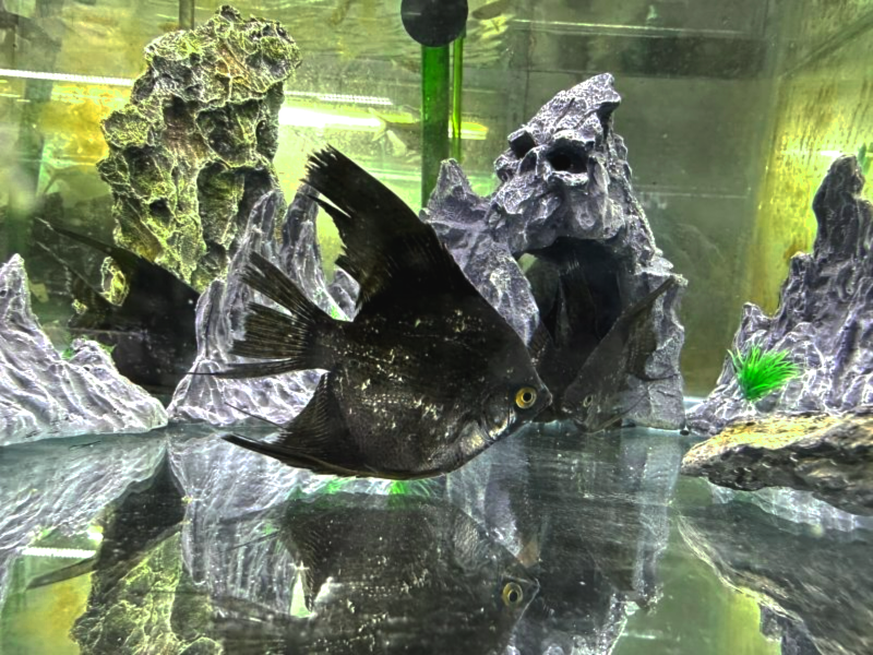 斑馬神仙魚 黑幻象神仙 三色神仙 