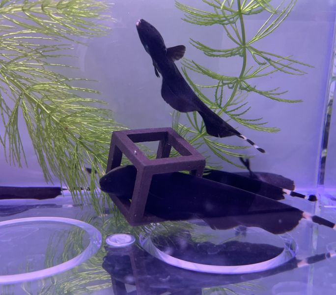 羽毛刀 黑魔鬼魚 