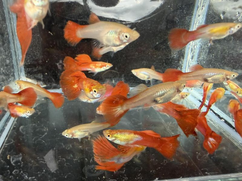 佛朗明哥孔雀魚 