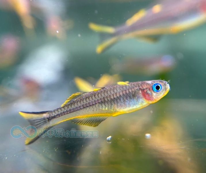 霓虹燕子 霓虹燕子,燈魚,小型魚,觀賞魚,水族
