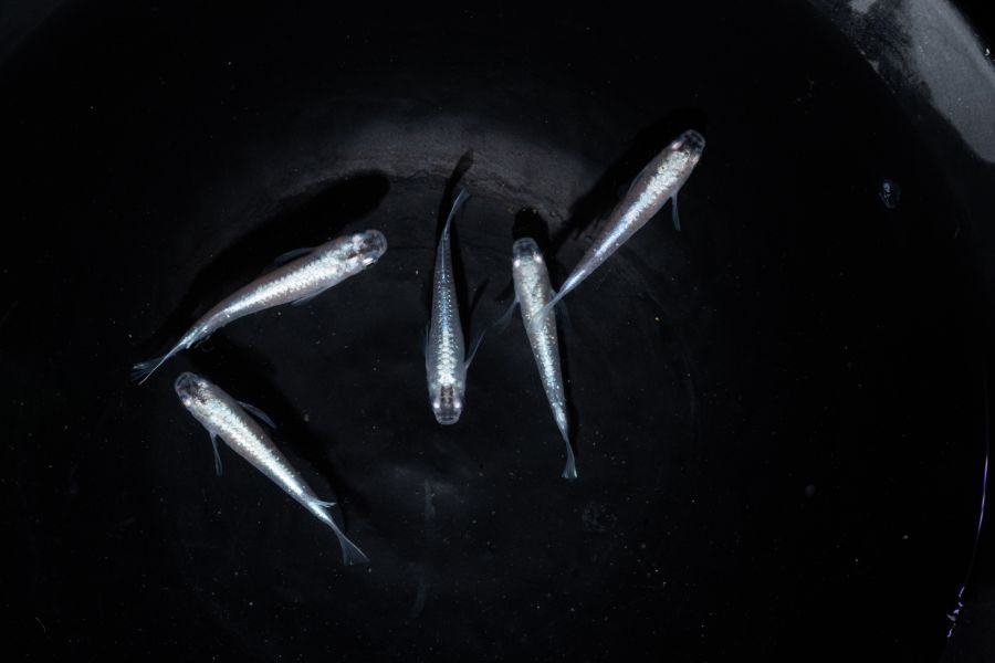 美達卡-鱗光 美達卡,鱗光,稻田魚,日本稻田魚