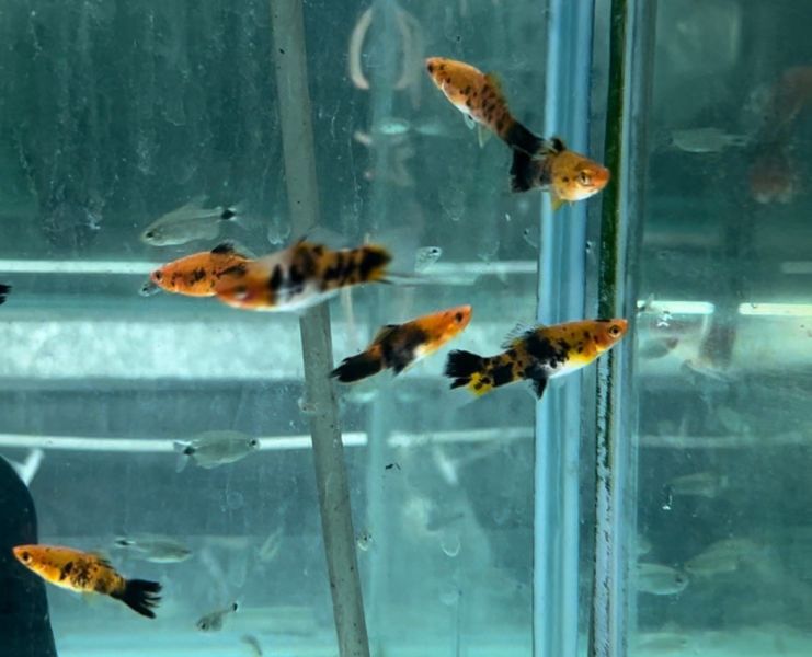五花劍魚 