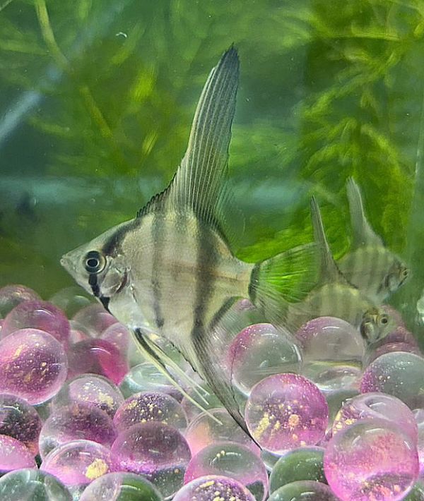 斑馬神仙 斑馬神仙,神仙魚,觀賞魚,水族,觀賞蝦,魚飼料