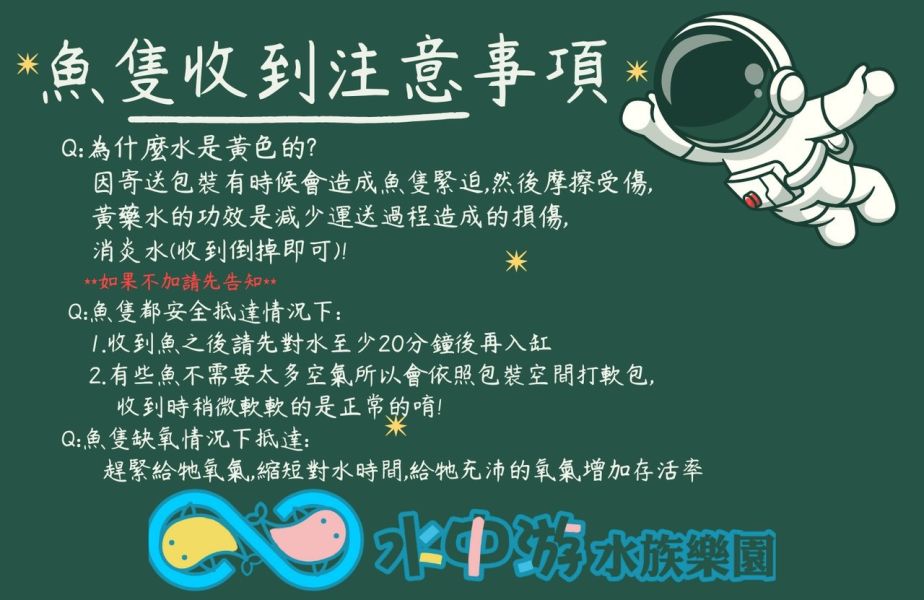 霸王紅長戢槍蝦 霸王紅長戢槍蝦,槍蝦,觀賞蝦,除藻蝦