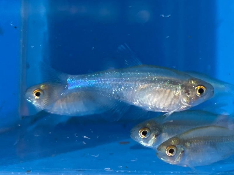 藍剛果燈 藍剛果燈,燈魚