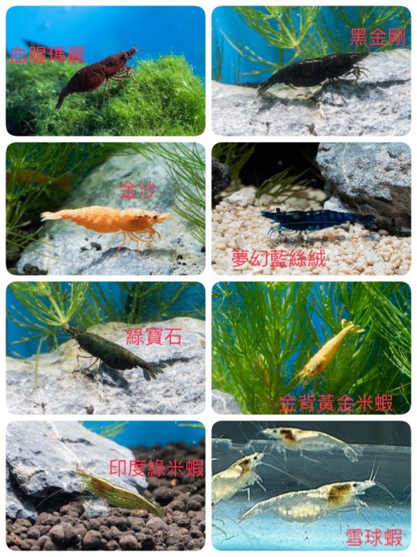 觀賞米蝦 觀賞蝦,米蝦,黃蝦,紅蝦,藍蝦,白蝦,綠蝦