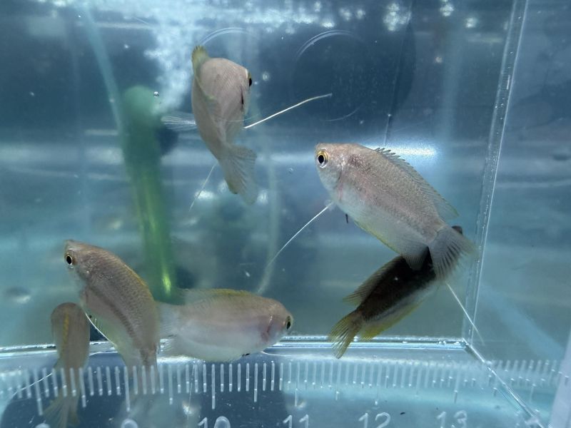 草莓麗麗 