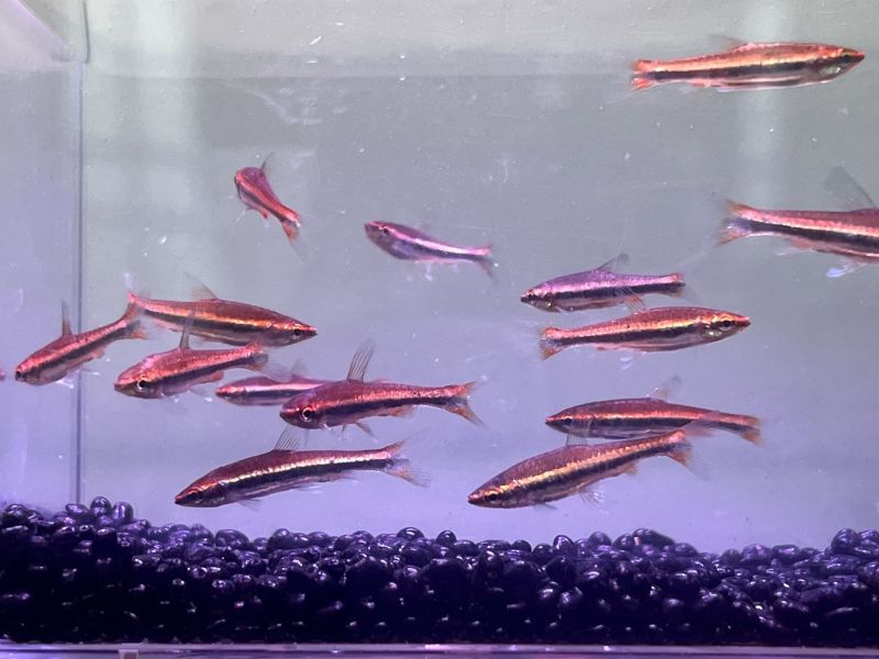酒紅鉛筆 