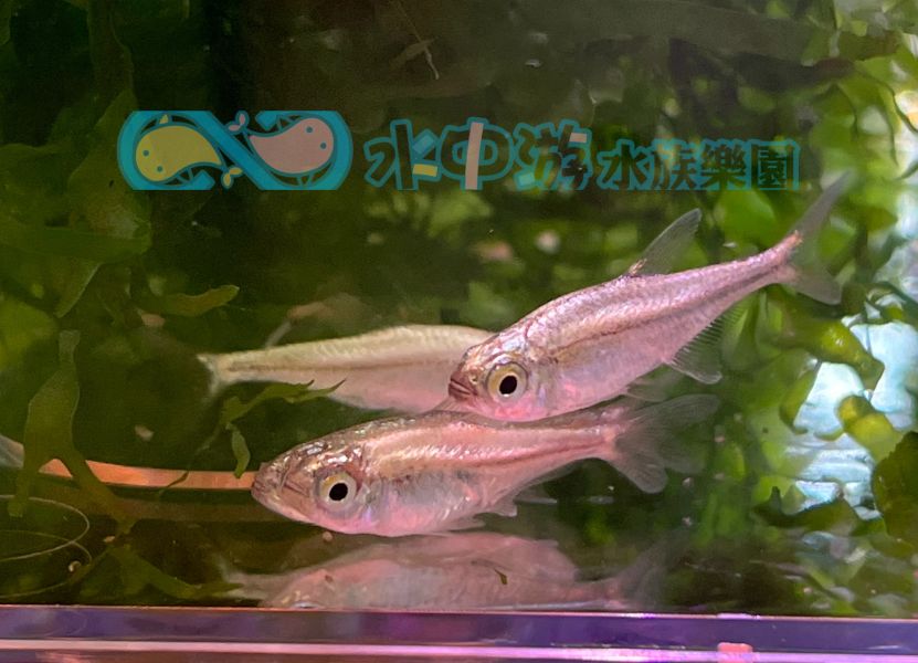 金燈 黃金燈魚 