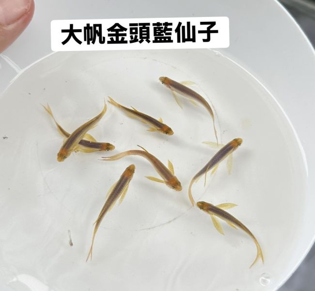 大帆仙子魚(顏色在選項內) 