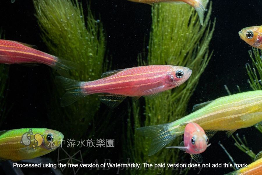 各色 仙子魚 斑馬魚 仙子魚,斑馬魚,觀賞魚,水族,小型魚