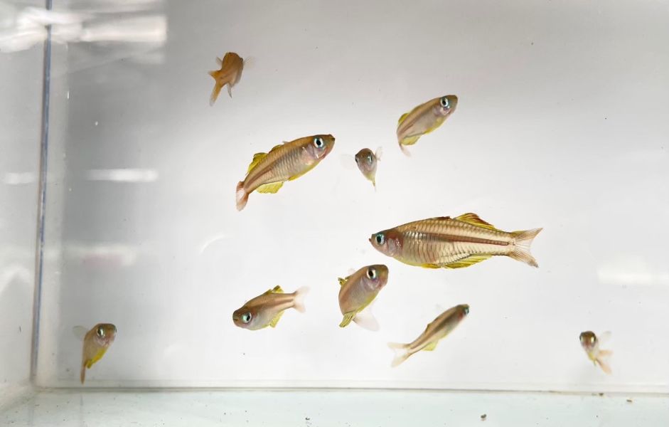 血叉尾黃金珍珠燕子 血叉尾黃金珍珠燕子,小型魚