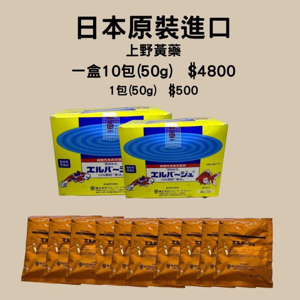 日本進口上野黃粉 