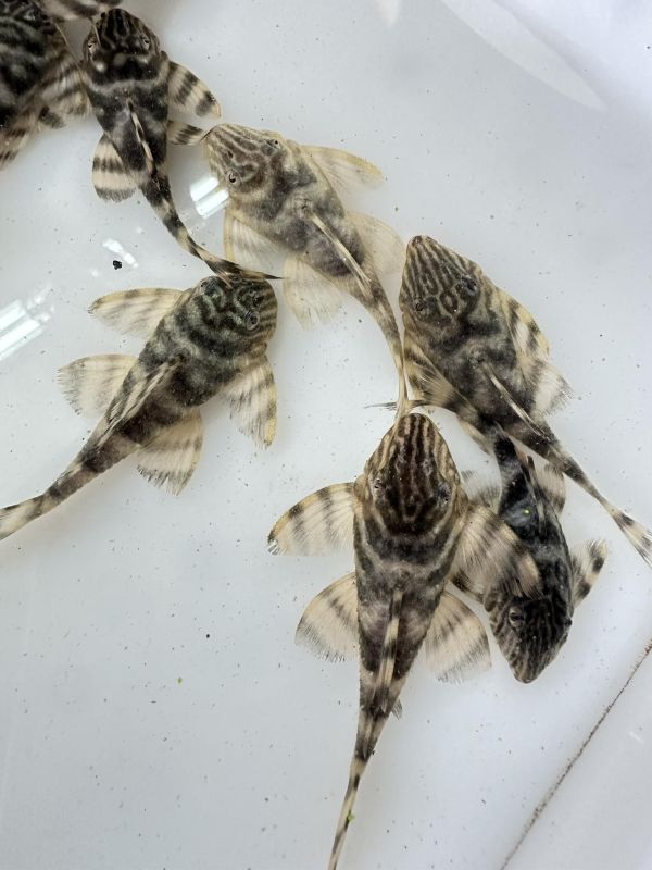 L398黃金虎紋劍尾異形 