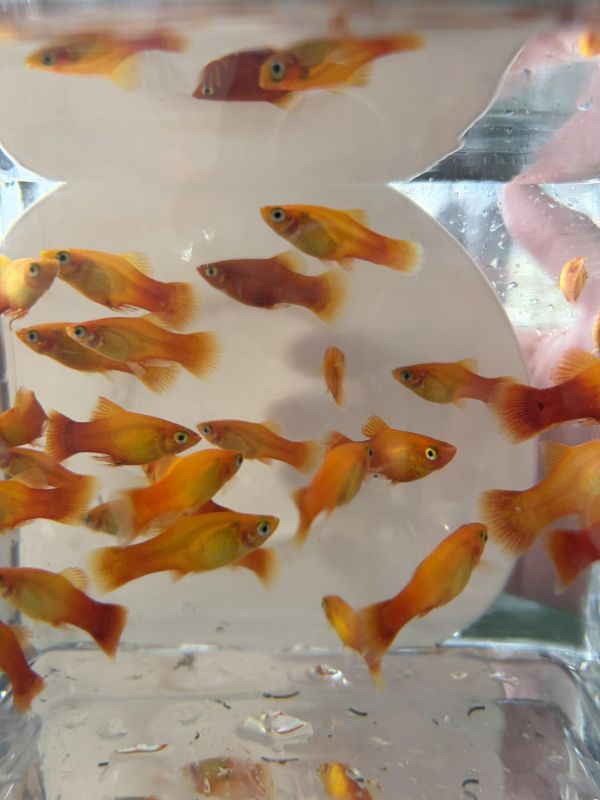 黃金太陽 