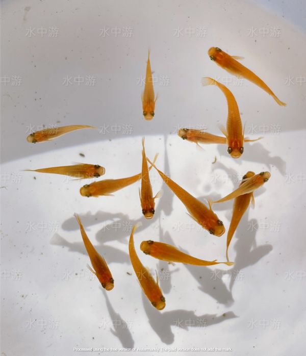 美達卡-楊貴妃稻田魚 美達卡,楊貴妃,稻田魚,日本稻田魚