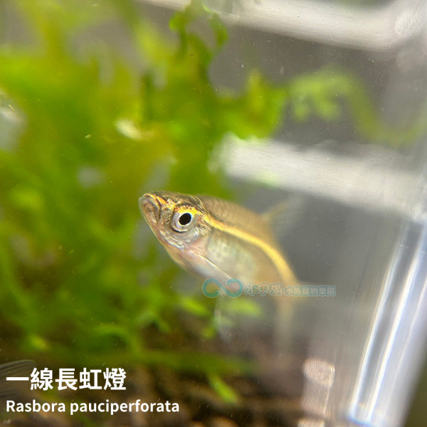 一線長虹燈 一線長虹燈,燈科魚,燈魚,水族,觀賞魚