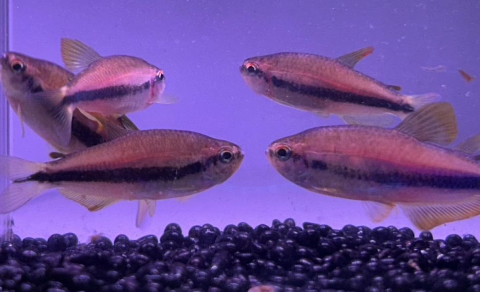 電光 橙黃  毒藥燈(2種顏色混著出) 