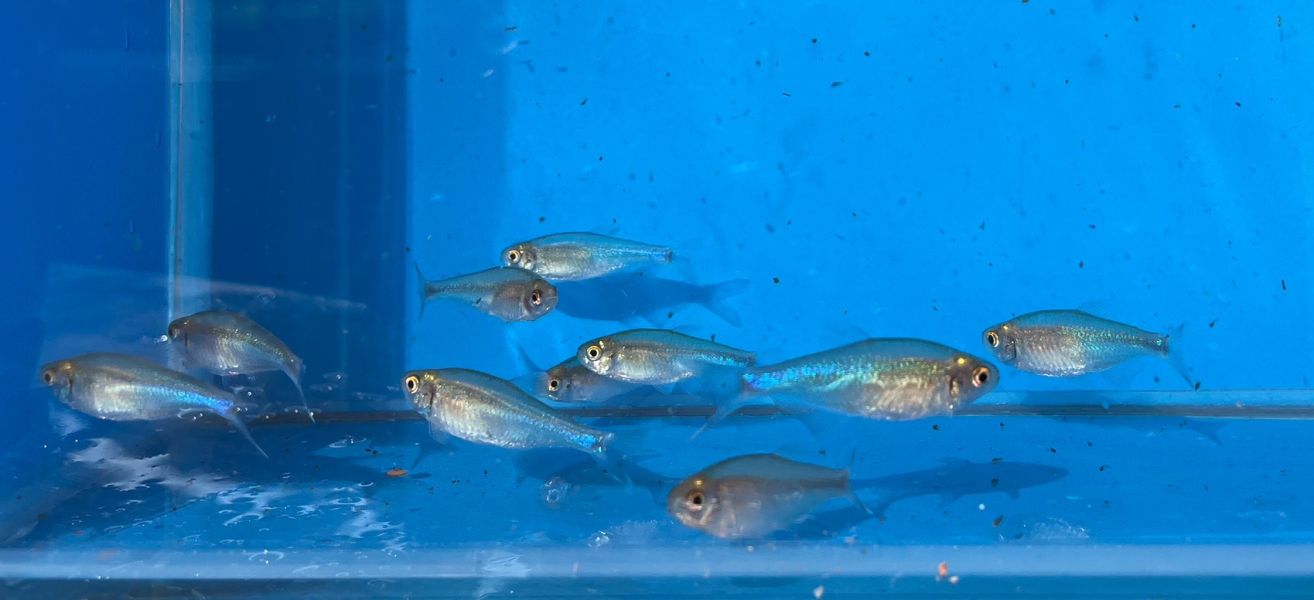 藍剛果燈 藍剛果燈,燈魚