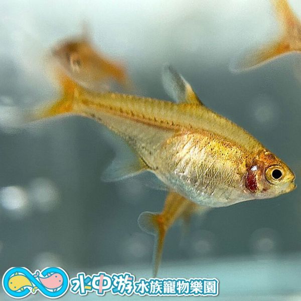 噴火燈 噴火燈,燈魚,噴火燈魚,小型魚,水族,觀賞魚