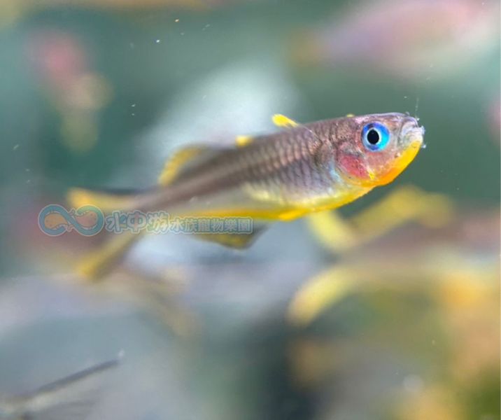 霓虹燕子 霓虹燕子,燈魚,小型魚,觀賞魚,水族