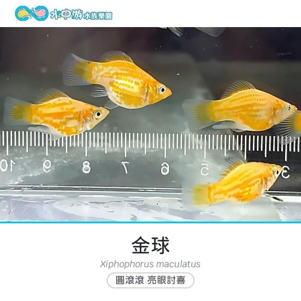 金球 金球、卵胎生、入門魚、混養