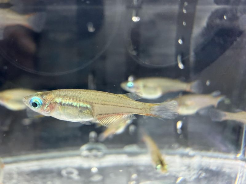七彩霓虹稻田魚 