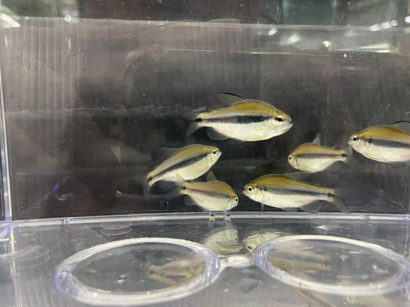 隆背彩虹藍帝燈 