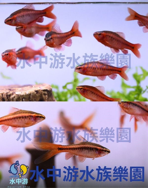 櫻桃燈/大帆櫻桃燈 櫻桃燈,大帆櫻桃燈,燈魚,燈科魚