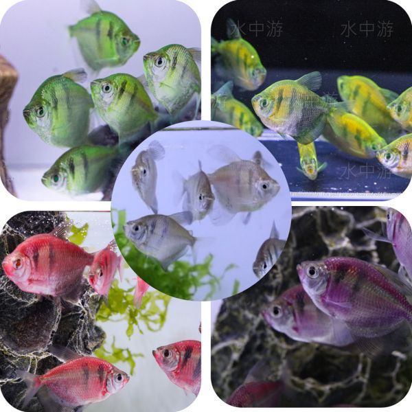 虎紋磚魚 虎紋磚,螢光魚,磚魚,彩虹魚,彩色魚,彩色虎紋磚