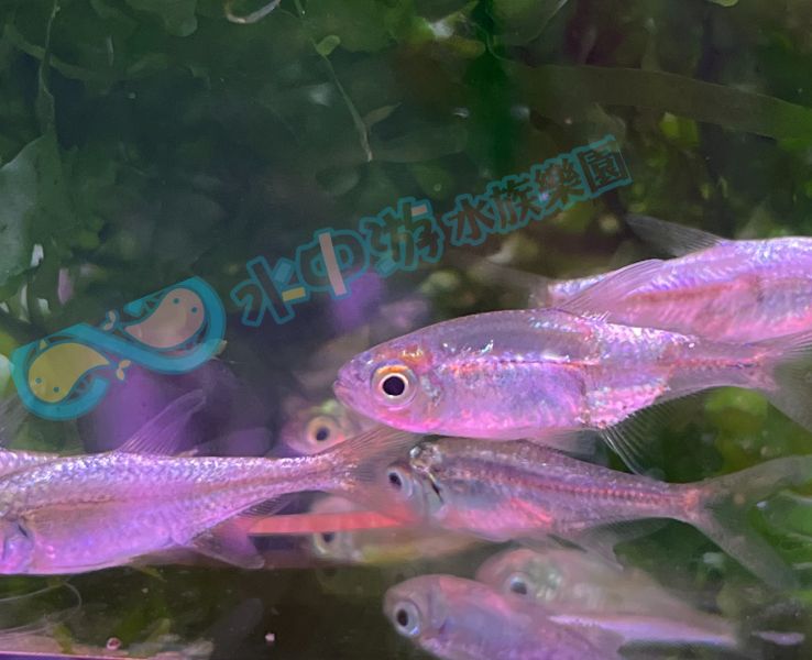 金燈 黃金燈魚 