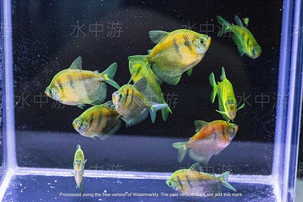 虎紋磚魚組合包 虎紋磚,螢光魚,磚魚,彩虹魚,彩色魚,彩色虎紋磚