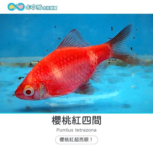 櫻桃紅四間 2–3cm 