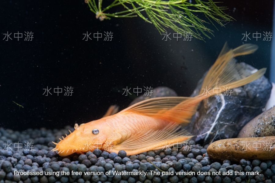 藍眼大帆鬍子異形 藍眼大帆鬍子異形,異形,藍眼,藍眼鬍子,觀賞魚,水族