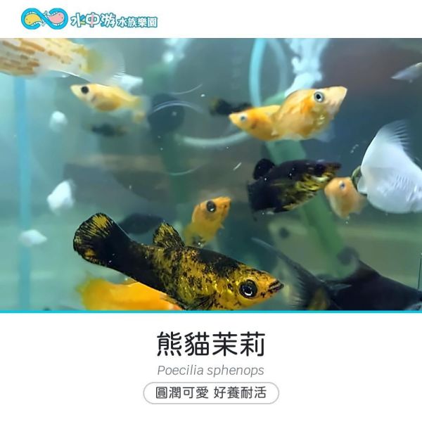 熊貓茉莉 熊貓茉莉、卵胎生、入門魚、混養