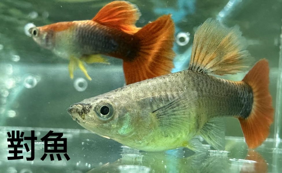 巴西紅扇孔雀魚 